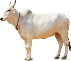Live Cow